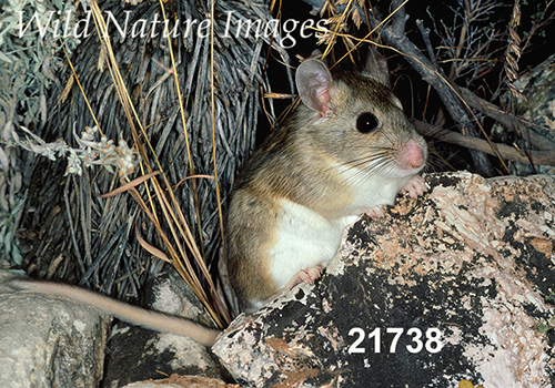 White-toothed Woodrat (Neotoma leucodon)